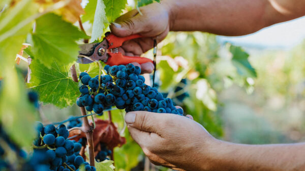 prensas neumaticas para vino